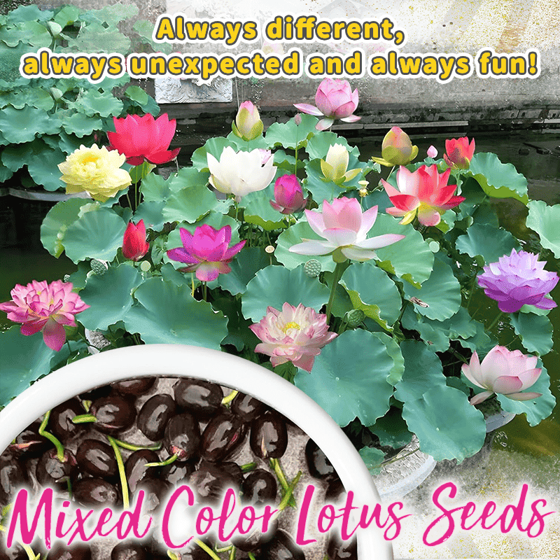 Decorative lotus flower seeds