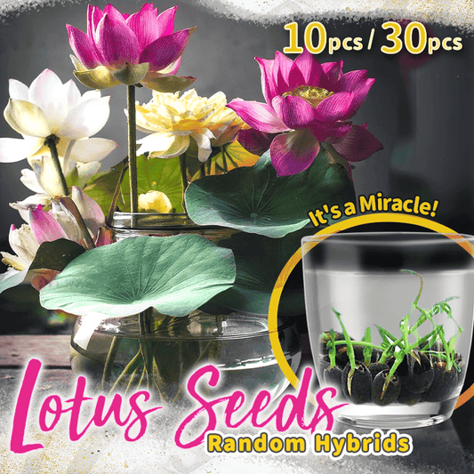 Decorative lotus flower seeds