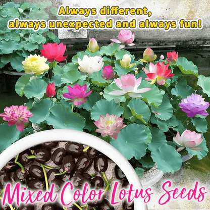 Decorative lotus flower seeds