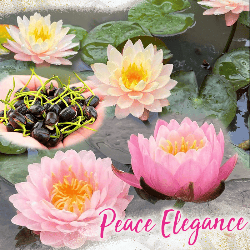 Decorative lotus flower seeds