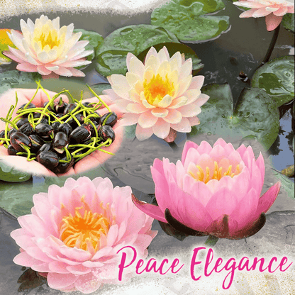 Decorative lotus flower seeds
