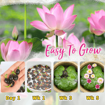 Decorative lotus flower seeds
